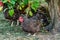 Poultry hens. Hens of various breeds in the village in nature