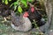 Poultry hens. Hens of various breeds in the village in nature