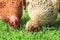 poultry hens walk on the lush green grass in the yard of the farm in the spring and peck