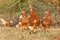 Poultry Pictured - Brown Layer pullets
