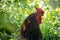 Poultry Rooster. Portrait of a bird