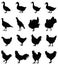 Poultry silhouette - domesticated birds kept by humans for their eggs, their meat or their feathers