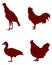 Poultry silhouette - domesticated birds kept by humans for their eggs, their meat or their feathers
