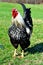 Poultry Silver Wyandotte Rooster posing for the ca