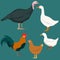 Poultry vector illustration. Domestic birds set.