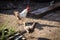 Poultry in the yard of the village house