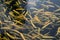 Pound full of amber trout fishes swimming freely in water on fish farm.