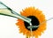 Pouring Cooking Oil With Sunflower in Background