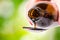 Pouring a liquid on a spoon. Natural green background. Pharmacy and healthy background. Medicine. Cough and cold drug.