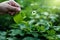 Pouring of watering a young plant, Biology laboratory nature and science, Plants with biochemistry structure on green background