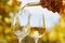 Pouring white wine into glasses in autumn day