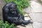 Pouting chimpanzee leaning on rock