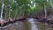 POV Airboat Tour through a Mangrove Forest in the Everglades