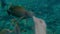 POV feeding coral fish underwater close-up. First person view of giving bread to ocean fish above coral reef undersea