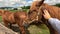 POV a hand with a Ukrainian bracelet is petting a friendly timid brown horse