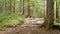 POV hiking on trail path through green forest. Point of view Walking in the forest on muddy path. Black forest hike.