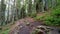 POV hiking on trail path through green forest. Point of view Walking in the forest on muddy path. Black forest hike.