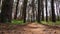 POV Hiking on Trail Path through Green Forest. Walking on a path in the woods