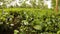 POV moving over tea bushes plantation Assam