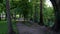 POV of person walking on an alley in a cypress tree park