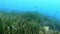 POV Scuba diving over a green posidonia seaweed field