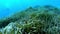 POV Scuba diving over a green posidonia seaweed seabed