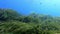 POV - Scuba diving over a green Posidonia weed field