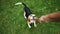 POV shot: Happy beagle dog playing with wooden stick during the evening walk