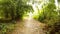 POV somebody follows path among bamboo grove to bridge over lake leading to tea plantation Assam