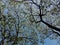 pov under a big and old trembesi tree, shady with a bright blue sky. fresh air. green garden