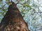 pov under a big and old trembesi tree, shady with a bright blue sky. fresh air. green garden