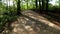 POV walking in the forest on a concrete path green foliage in the spring time