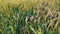 POV walking through a rice field with ripe spikes. Paddy culture on a farm. Agricultural close-up. Asian rice plantation