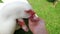 POV Woman feeds from her hand flock white ducks or goose in the animal park. The concept of vegan, vegetarian, free