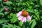 Pow Pow Wild Berry Coneflower Echinacea Purpurea