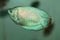 Powder Blue Dwarf Gourami aquarium fish