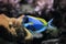 Powder-blue surgeonfish