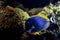 Powder-blue surgeonfish