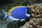 Powder blue tang