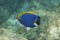 Powder blue tang (Acanthurus leucosternon) in Andaman sea, Thailand