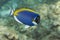 Powder blue tang (Acanthurus leucosternon) in Andaman sea, Thailand