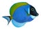 Powder Blue Tang Isolated