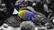 Powder Brown Tang Acanthurus japonicus