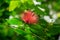 Powder Puff Tree. Calliandra haematocephala