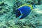 Powderblue surgeonfish