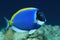 Powderblue surgeonfish