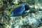 Powderblue surgeonfish Acanthurus leucosternon