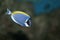 Powderblue surgeonfish (Acanthurus leucosternon)
