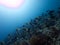 Powderblue Surgeonfish Reefscape
