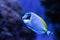 Powderblue tang fish Acanthurus leucosternon